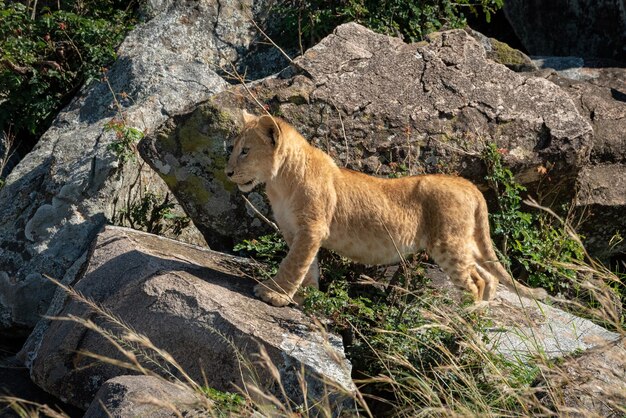 写真 獅子の子は日光の下で岩の上に立っている
