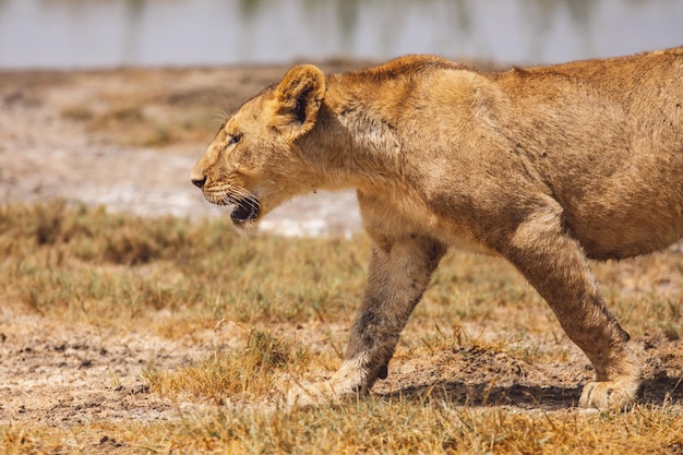 Lion cub walking on field