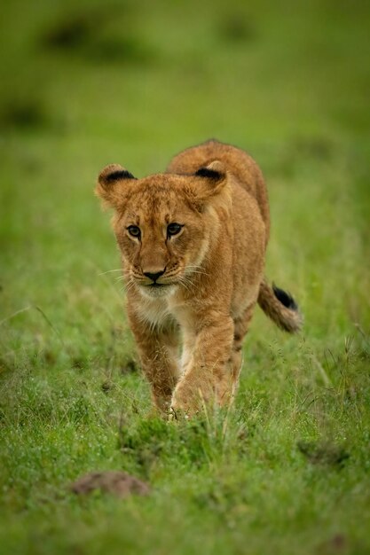 Foto un cucciolo di leone che cammina sull'erba verso la telecamera