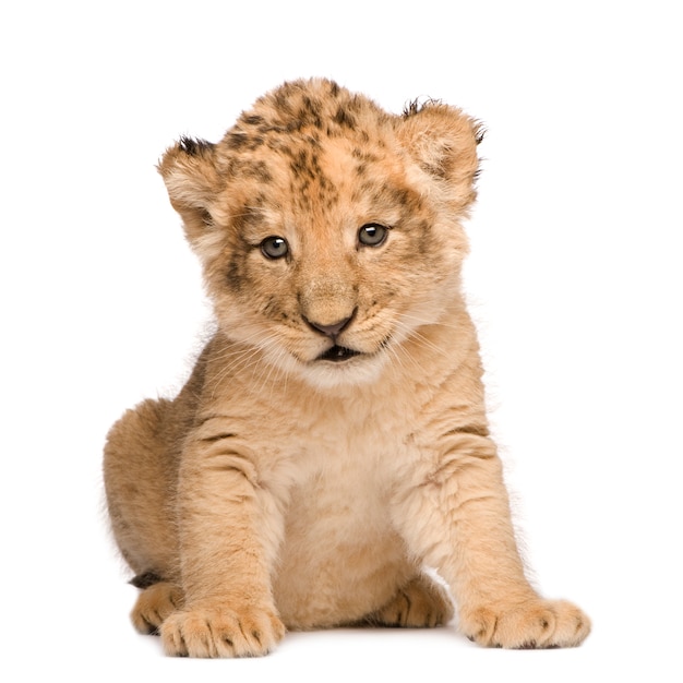 Lion Cub на белом изолированные