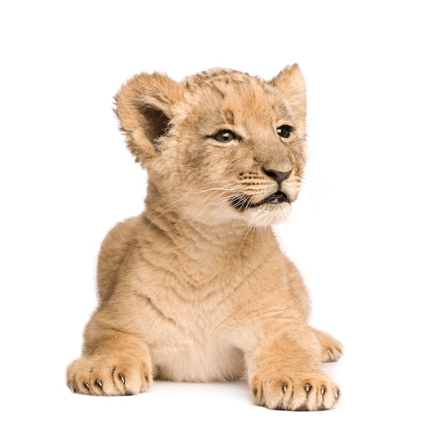 Photo lion cub on a white isolated