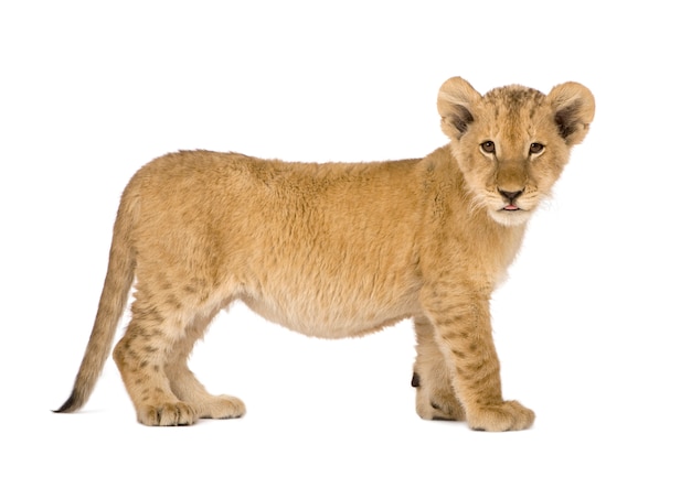 Lion Cub на белом изолированные