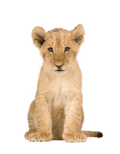 Lion Cub на белом изолированные