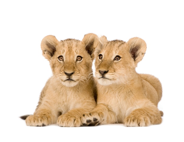 Lion Cub on a white isolated