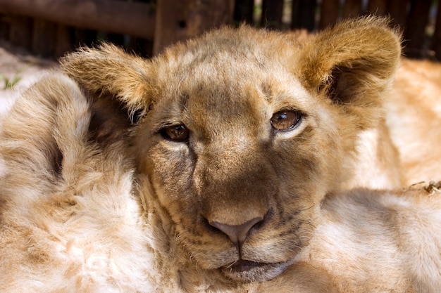 Foto cucciolo di leone