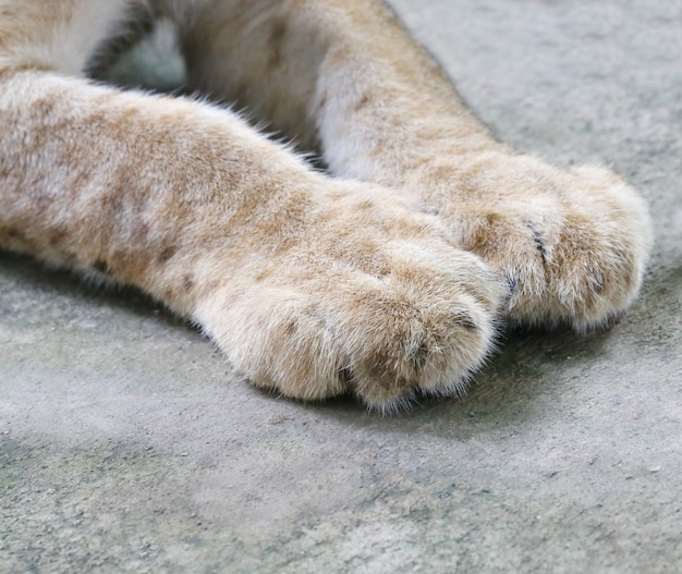 lion cubs foot