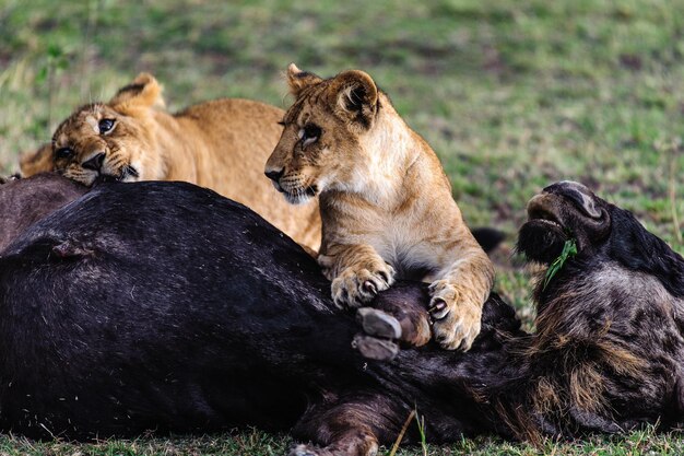 Photo lion cubs with prey on grassy field