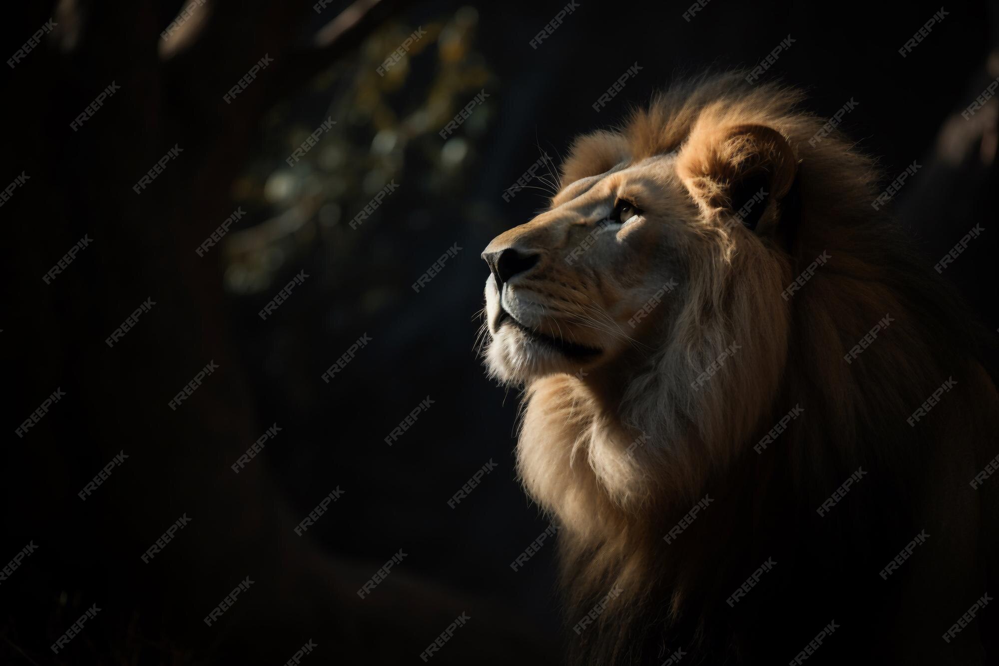 Premium Photo | Lion in the dark wallpapers