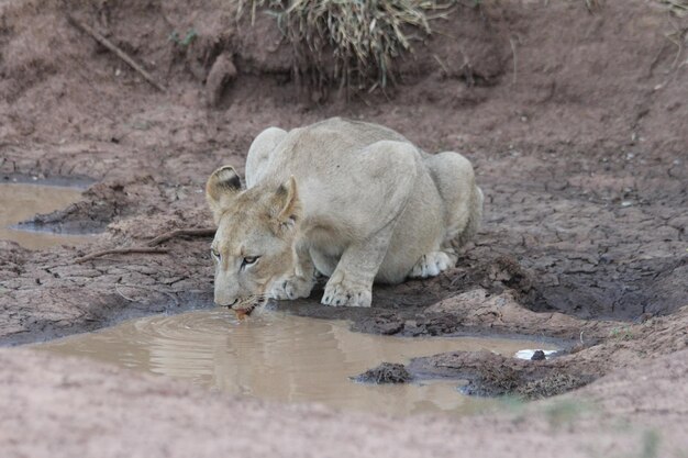 写真 池で水を飲んでいるライオン