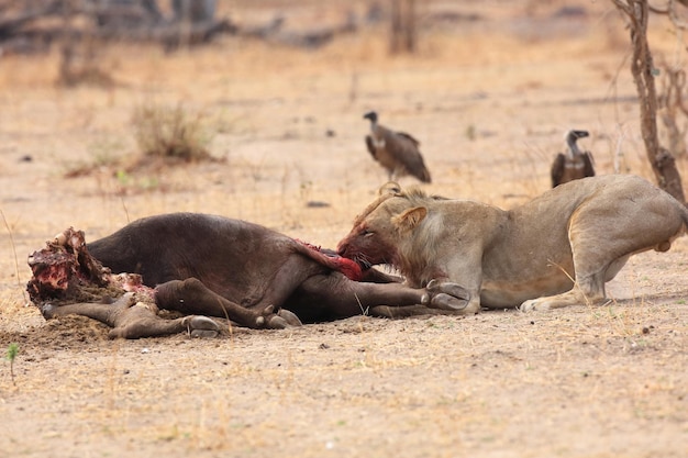 写真 野原でバッファローを食べているライオン