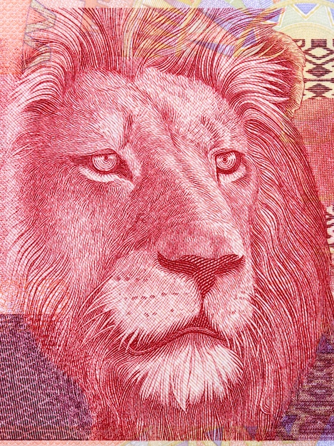 Lion een portret van zuid-afrikaans geld