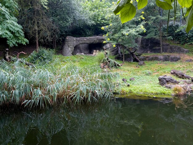 The lion enclosure in the zoo is large