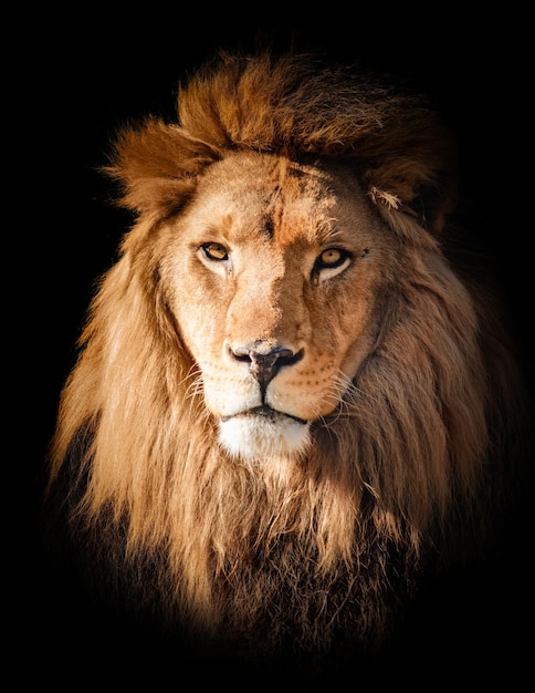 Портрет льва на черном фоне