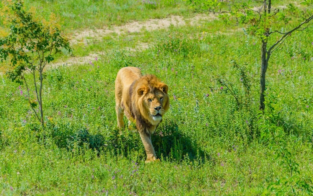 A lion in a field of grass