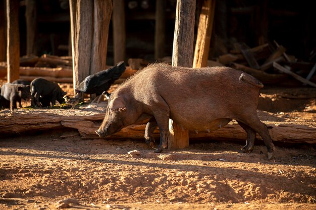 Foto il leone in un campo