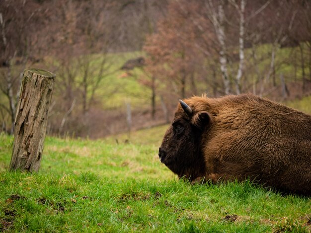 Foto il leone in un campo