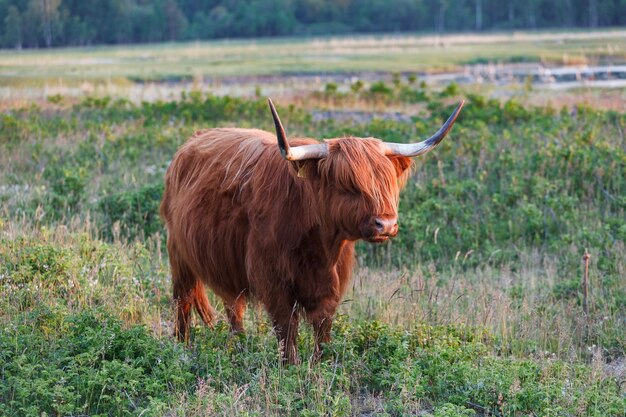 Foto il leone in un campo