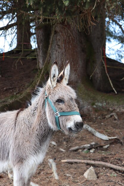 Foto il leone in un campo