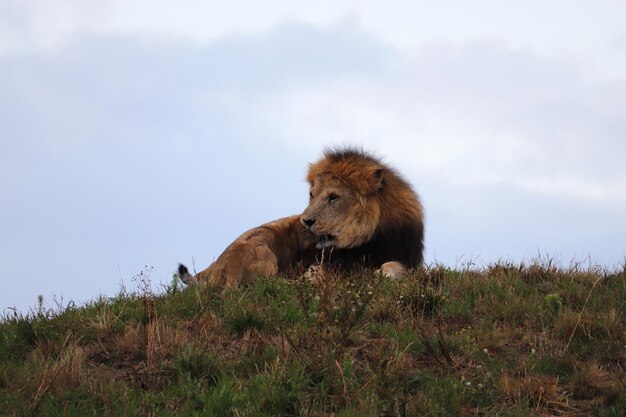 Foto leone in un campo