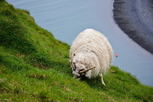 Foto il leone in un campo