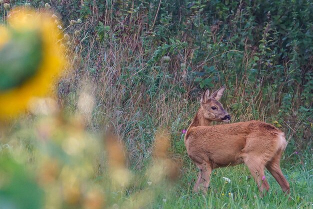 Photo lion on field