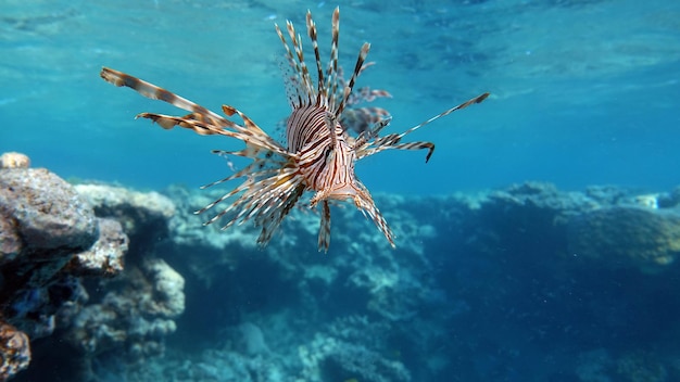 Lion Fish in de Rode Zee in helderblauw water op jacht naar voedsel.