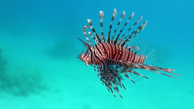 Lion Fish in de Rode Zee in helderblauw water op jacht naar voedsel.