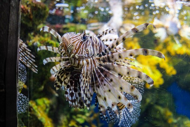 Foto pterois di pesce leone