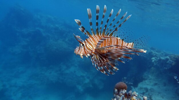 Lion Fish in the Red Sea in clear blue water hunting for food .