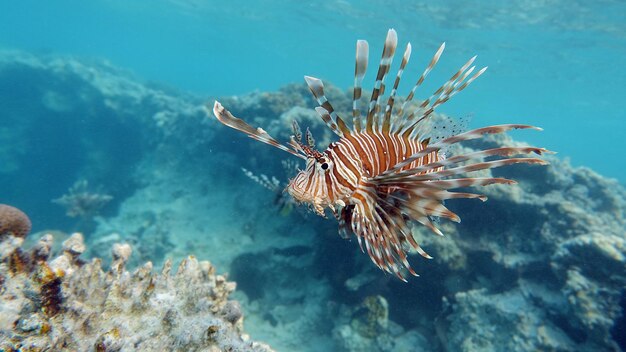 Lion Fish in the Red Sea in clear blue water hunting for food .