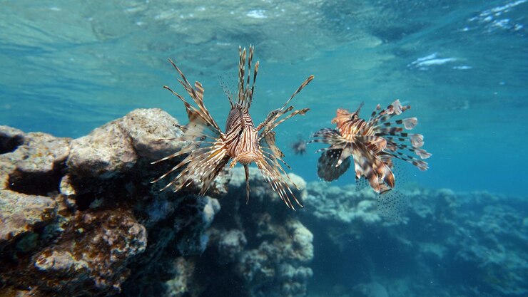 Photo lion fish in the red sea in clear blue water hunting for food .