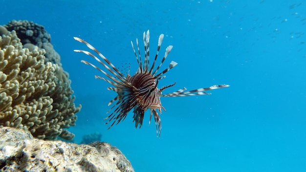 澄んだ青い水で紅海のライオンフィッシュが餌を求めて狩りをする