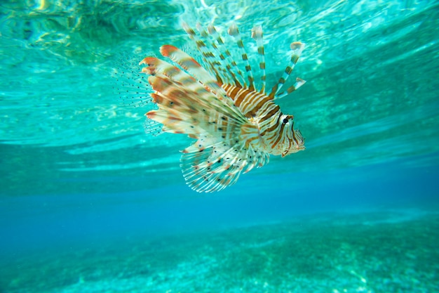 Lion fish swimming under water