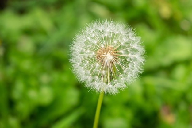 Lion flower swaying in the wind