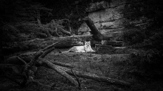 Photo lion in forest