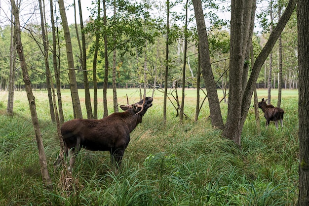 Foto un leone in una foresta