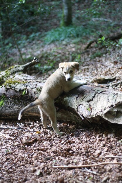 Foto il leone nella foresta