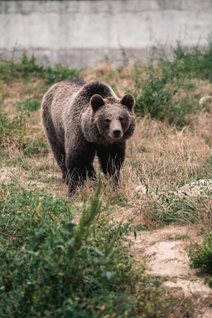 Foto il leone nell'erba