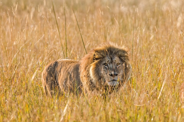 Lion in the grass 