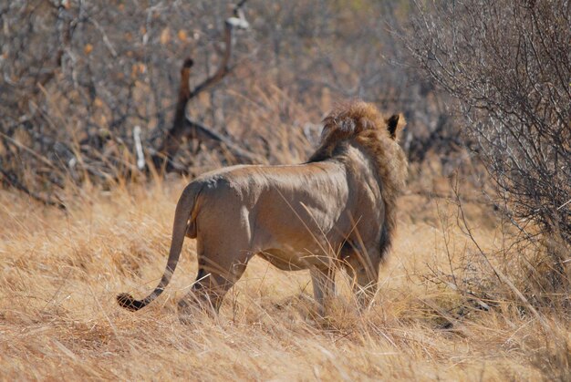 Lion on grassy field