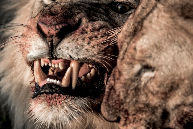 セレンゲティ国立公園で食事をしながらうなるライオン