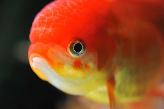 Foto pesce rosso testa di leone