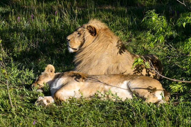 Lion and his lioness lie under the tree in safari park