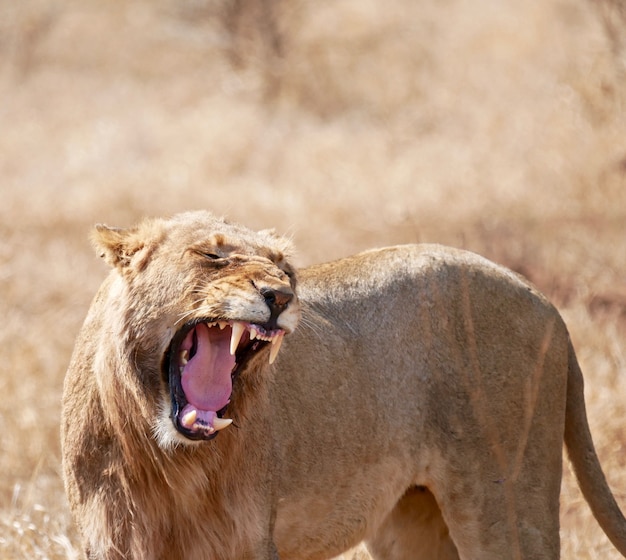Фото Лев в национальном парке крюгера - южная африка