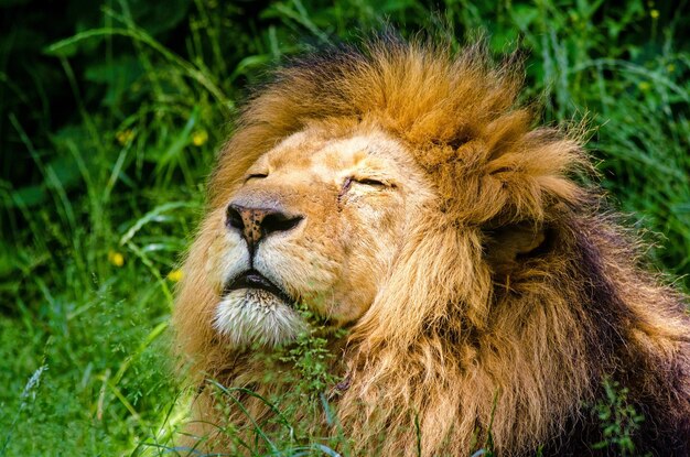 Il leone è il re della giungla e dei predatori