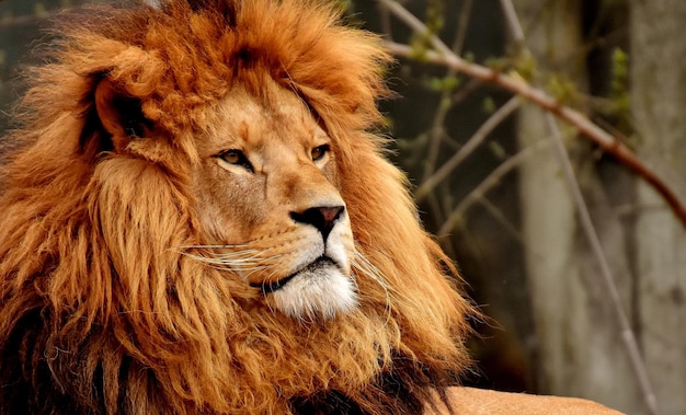 Il leone è il re della giungla e dei predatori