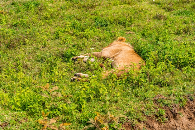 A lion is lying on the grass. Probably sleeping.