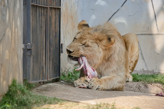 Foto il leone è una specie di mammifero carnivoro del genere panthera e della famiglia felidae