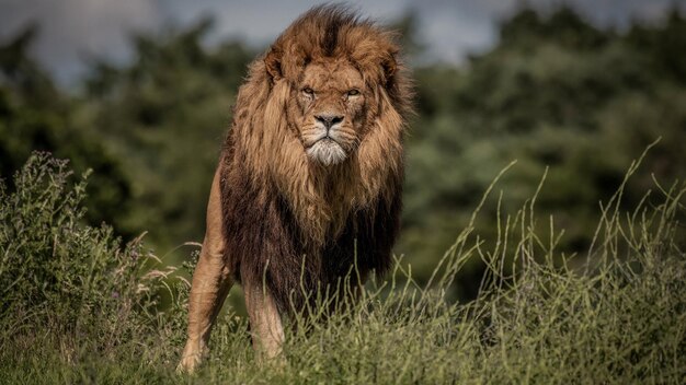 a lion is standing in the grass with a sky in the background