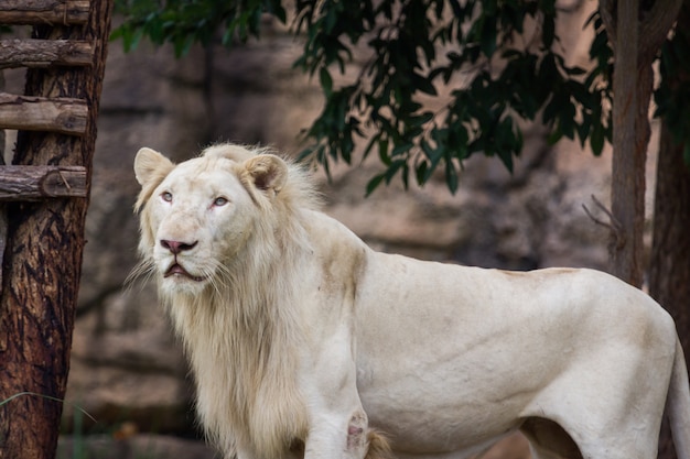 Lion is watching food